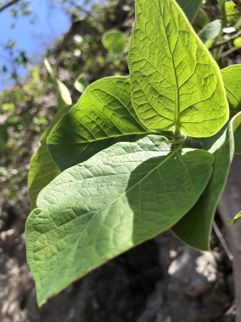 Ficus pringlei photo 5