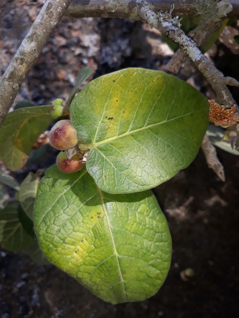 Ficus pringlei photo 6