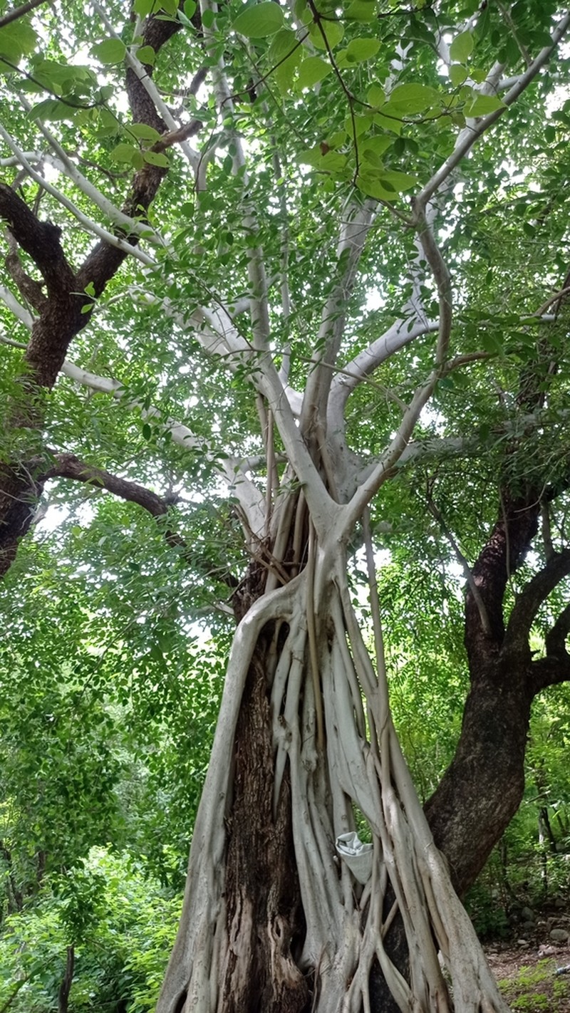 Ficus pringlei photo 7