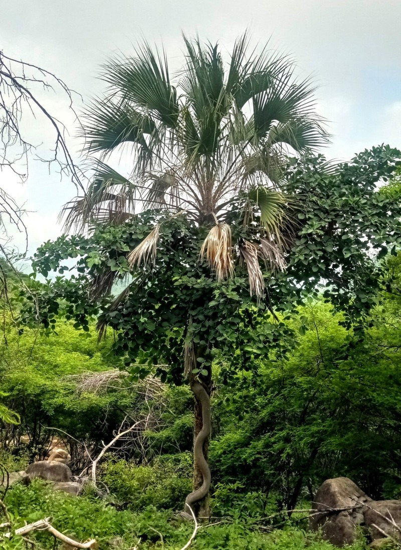 Ficus pringlei photo 8