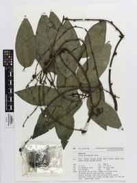Ficus pritchardii