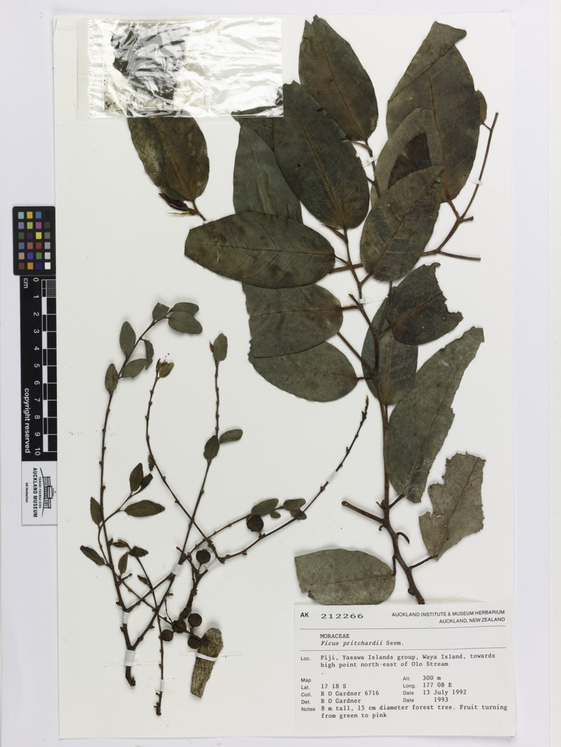Ficus pritchardii photo 2