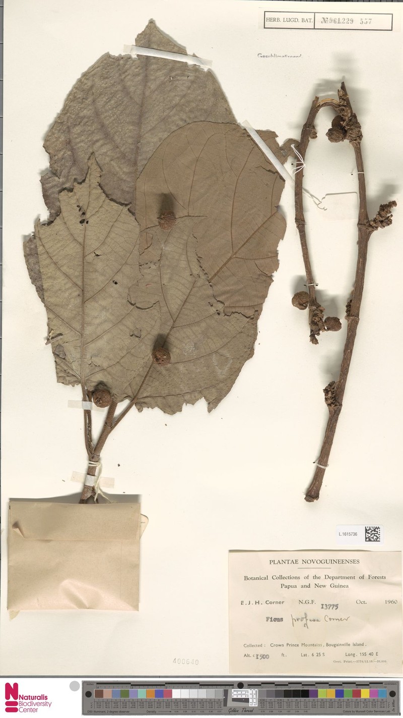 Ficus profusa