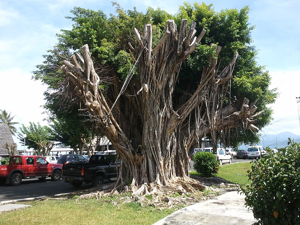 Fig photo 3