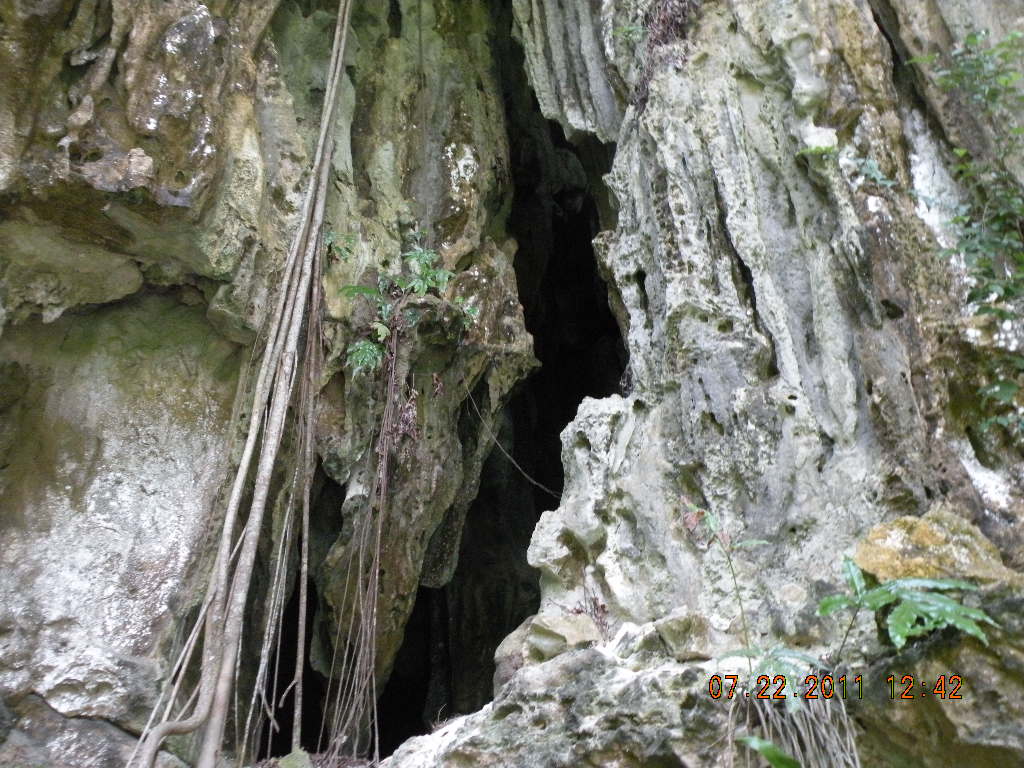 Fig photo 4