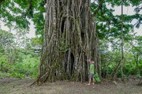 Fig