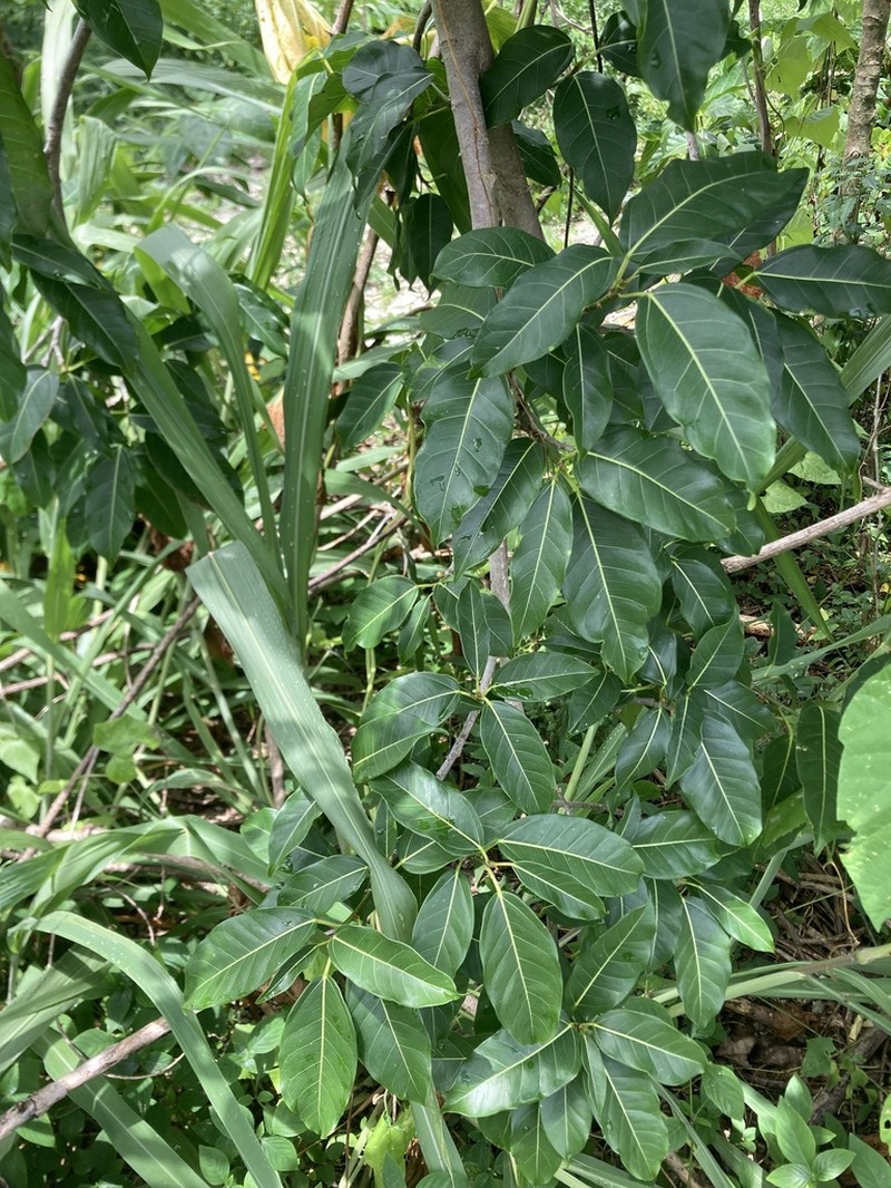 Fig photo 4
