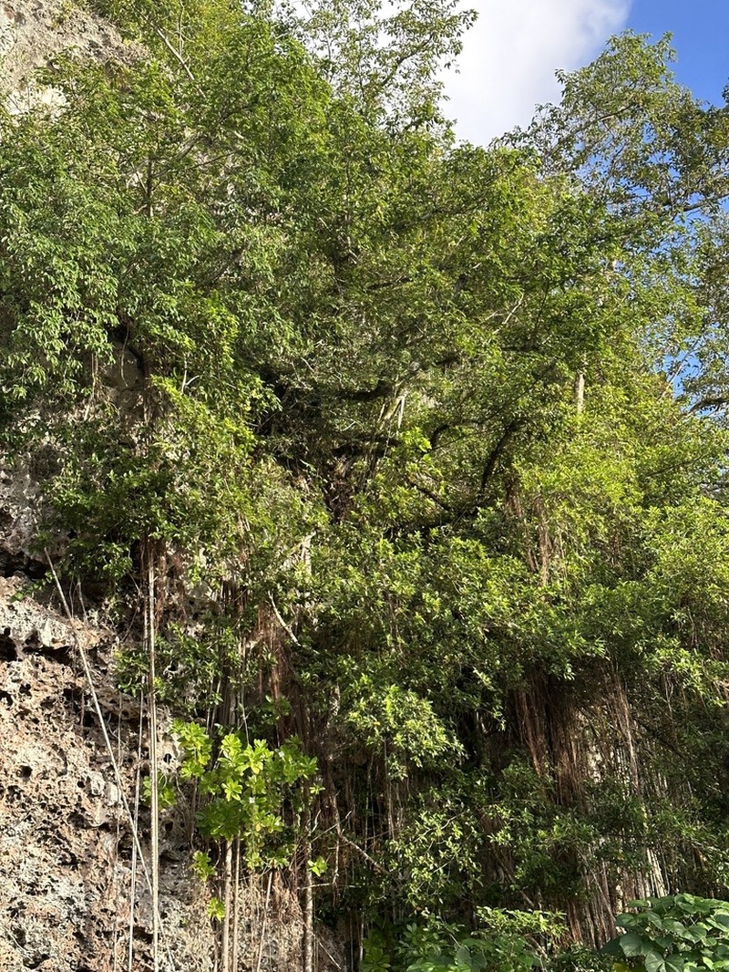 Fig photo 7