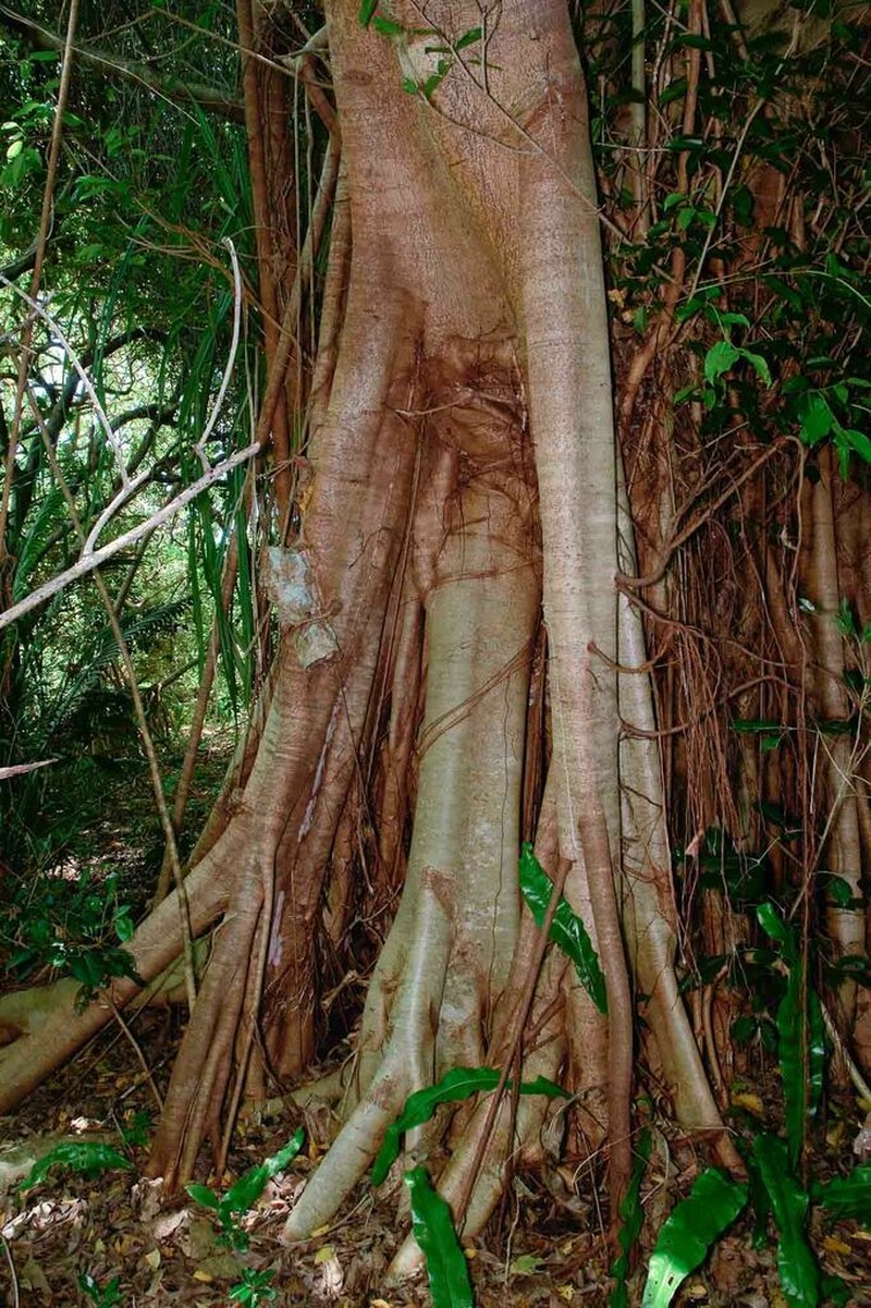 Fig photo 8