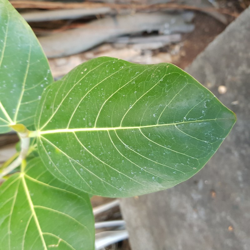 Fig photo 6