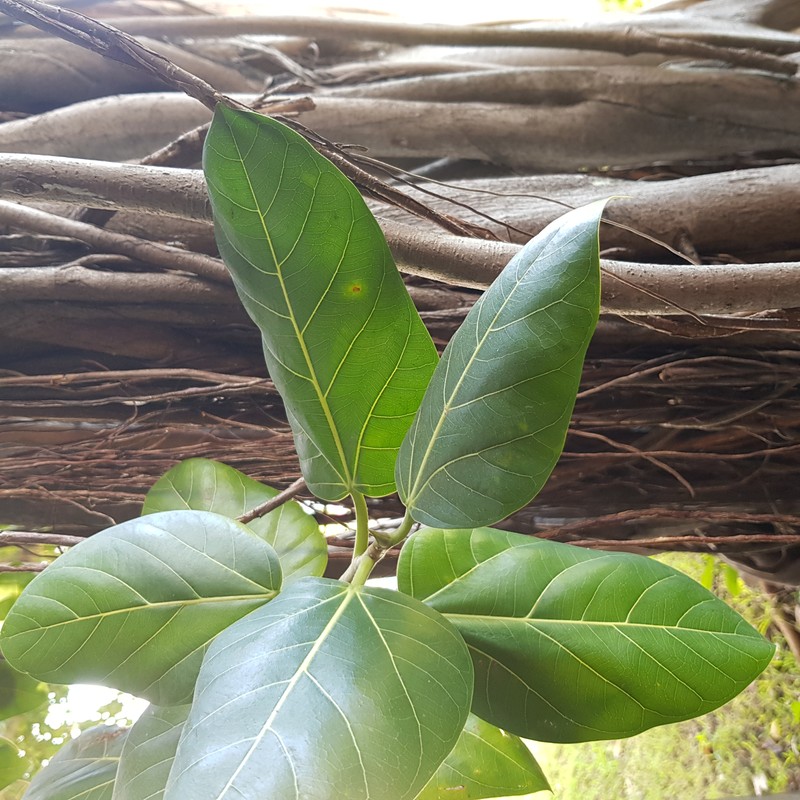 Fig photo 7