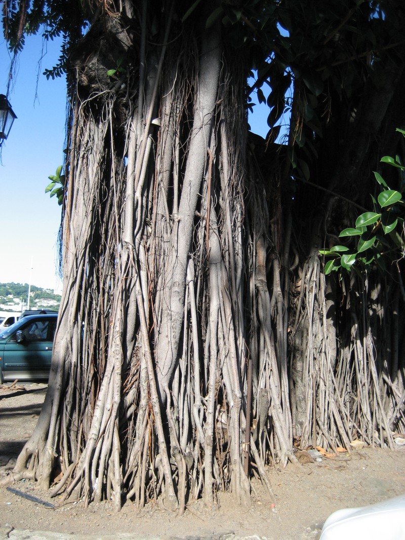 Fig photo 8