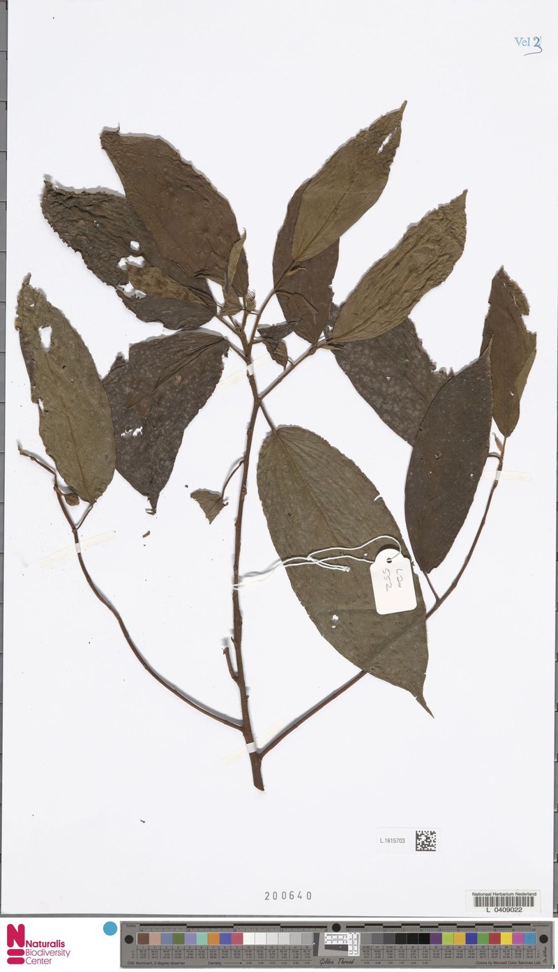 Ficus prostrata