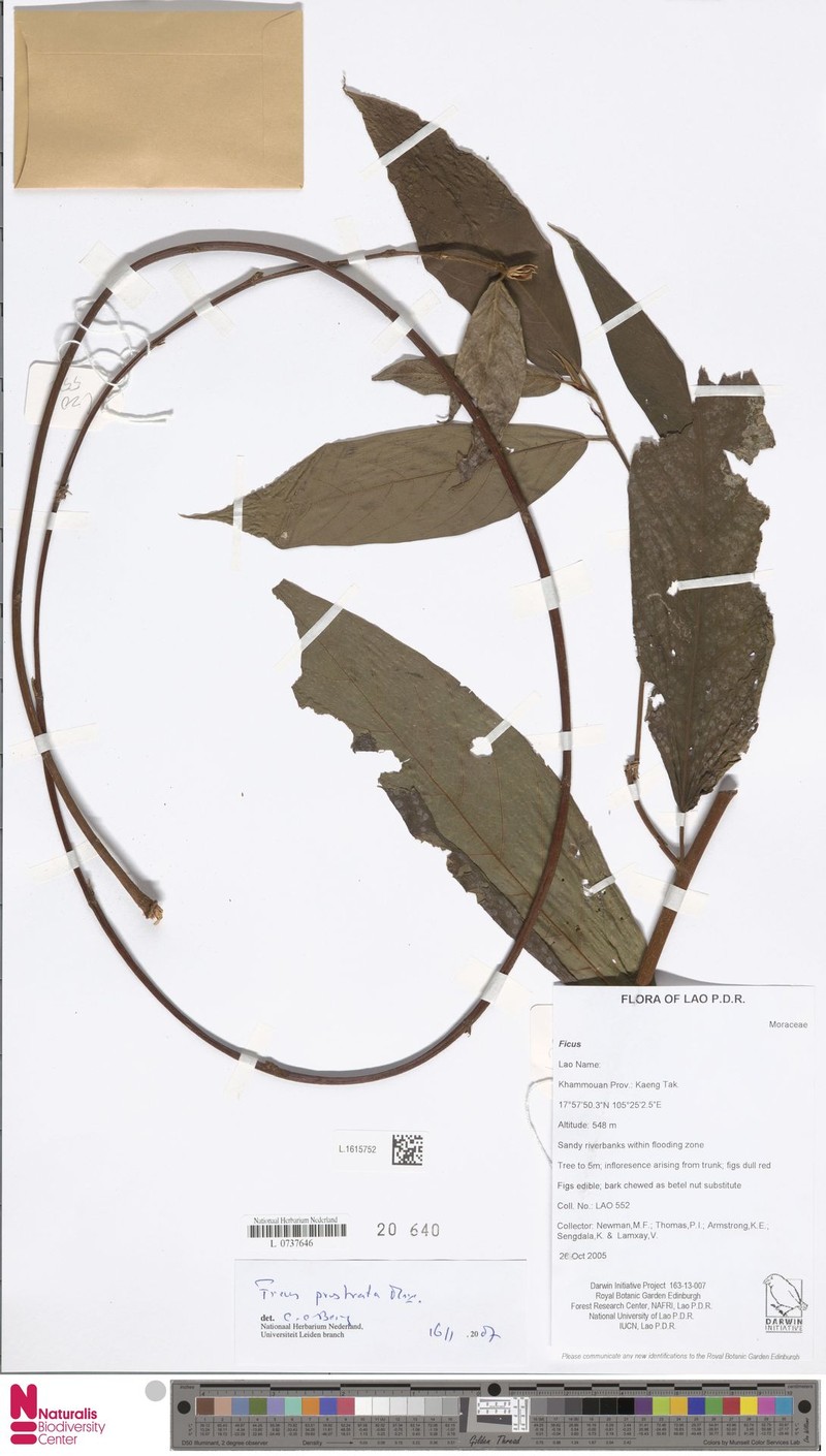 Ficus prostrata photo 2