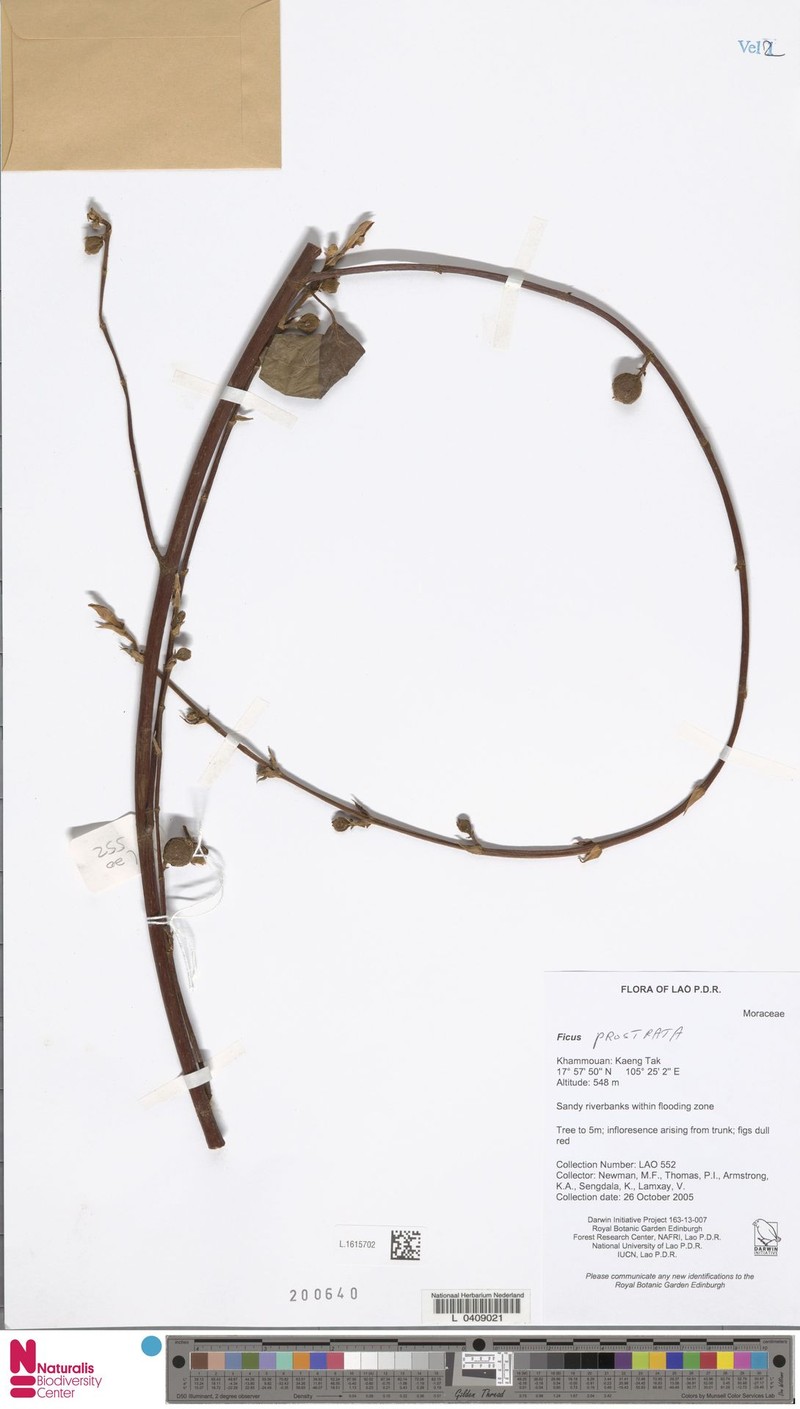 Ficus prostrata photo 3