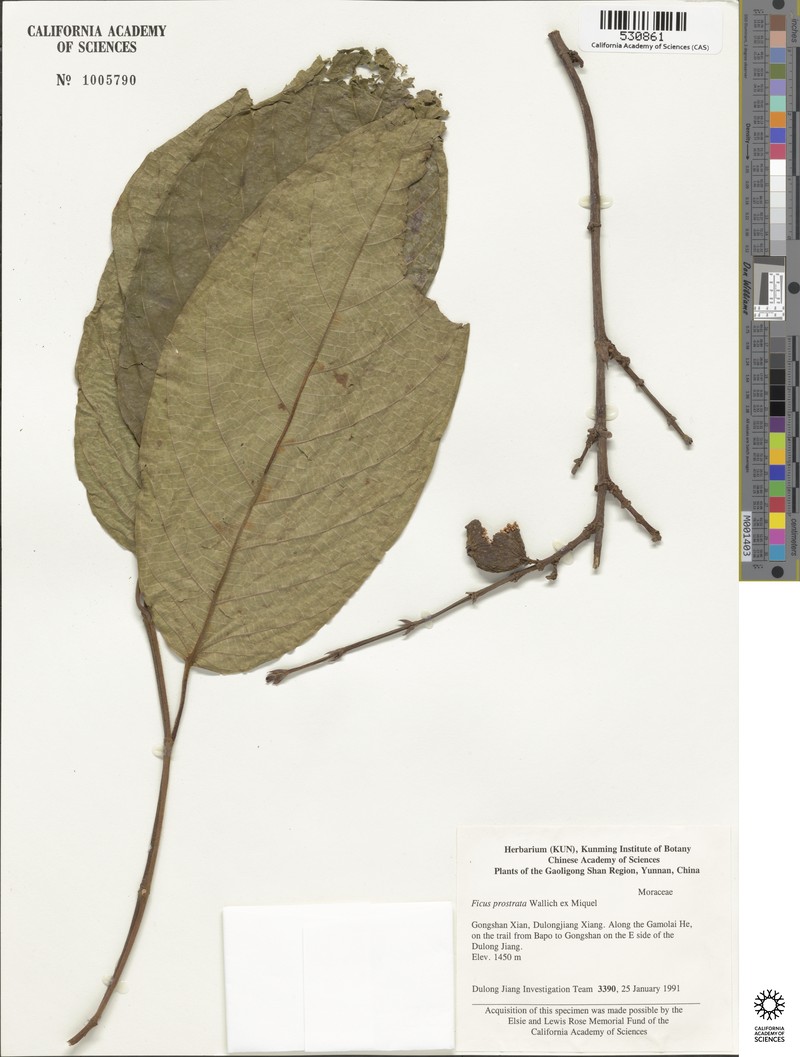 Ficus prostrata photo 4