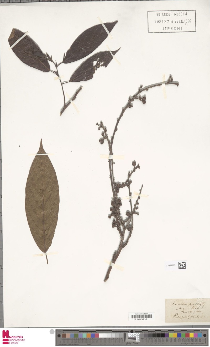 Ficus prostrata photo 5