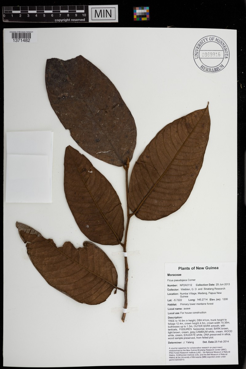 Ficus pseudojaca
