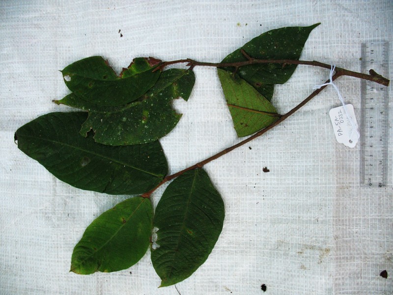 Ficus pseudojaca photo 2