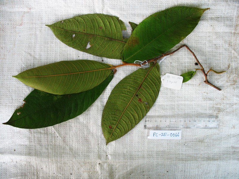 Ficus pseudojaca photo 3