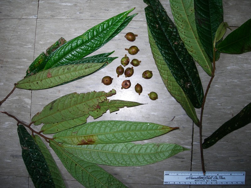 Ficus pseudojaca photo 4