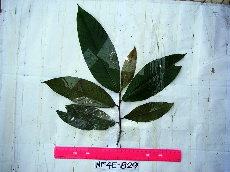 Ficus pseudojaca photo 5