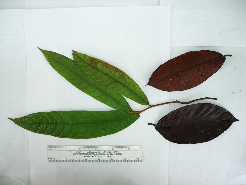Ficus pseudojaca photo 6
