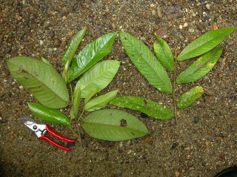 Ficus pseudojaca photo 7