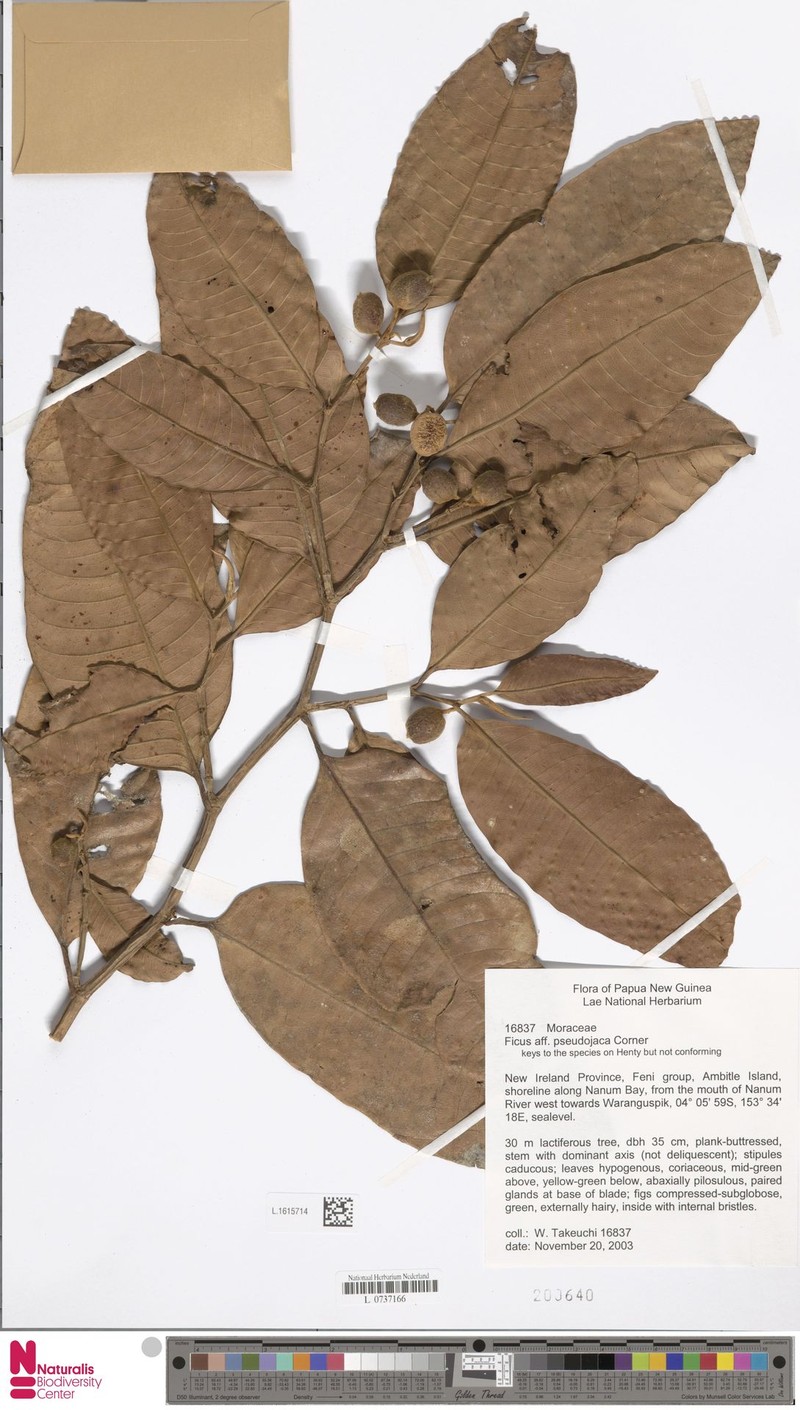 Ficus pseudojaca photo 8
