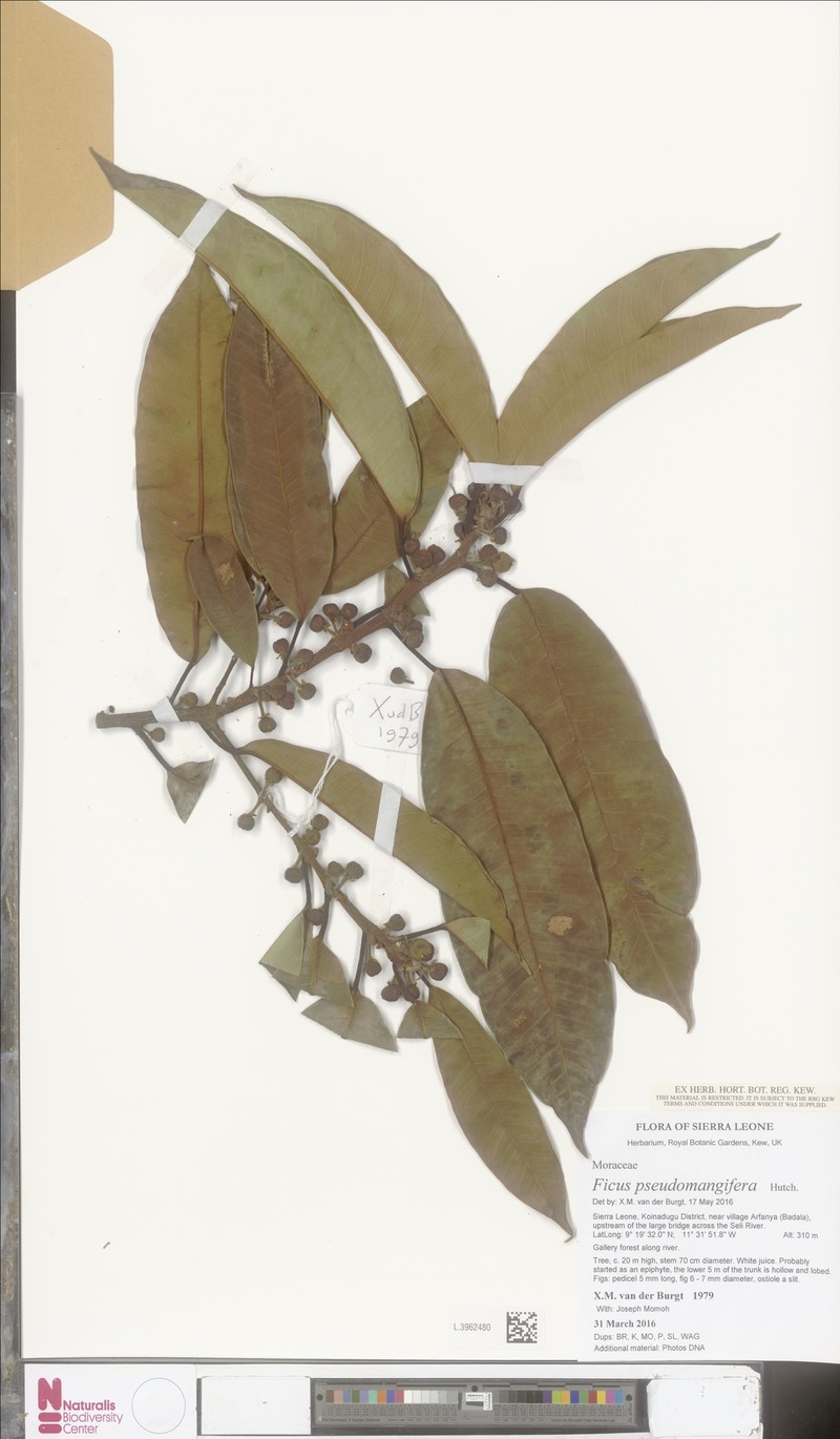 Ficus pseudomangifera