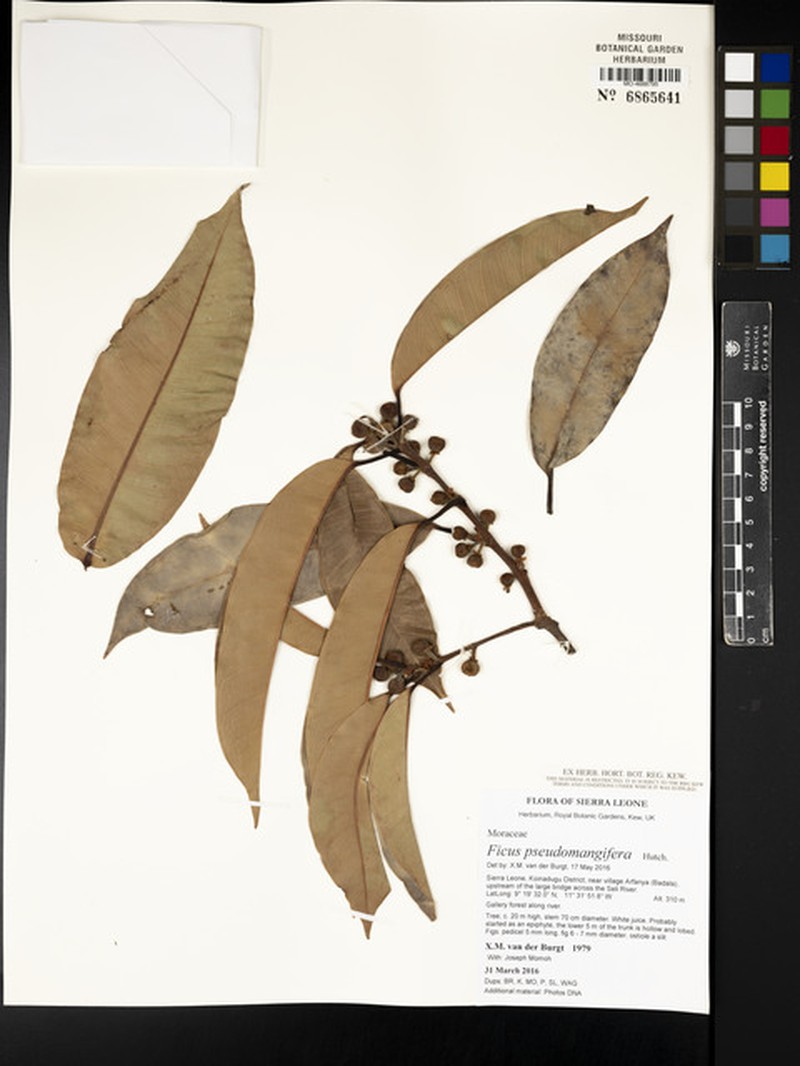 Ficus pseudomangifera photo 2