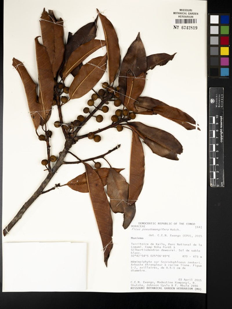 Ficus pseudomangifera photo 3
