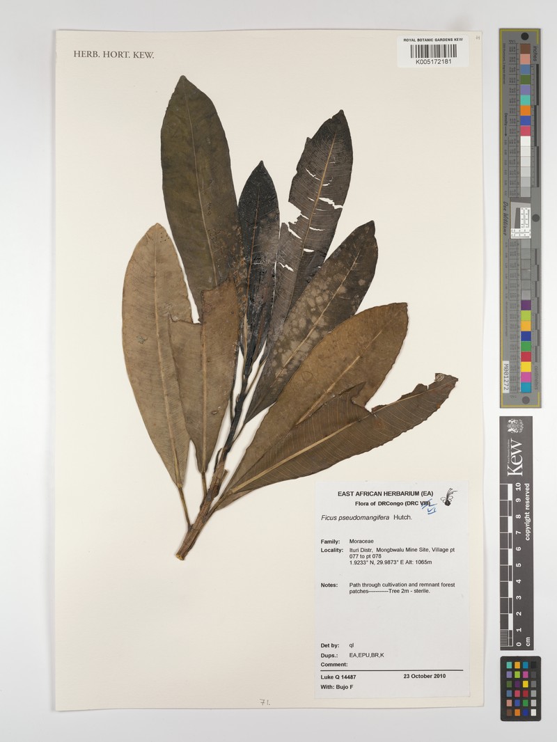 Ficus pseudomangifera photo 5