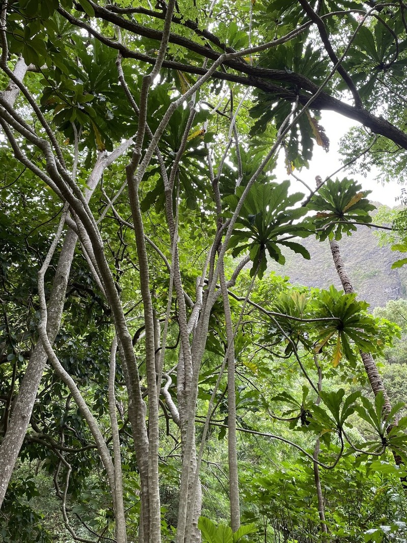 Ficus pseudopalma photo 2