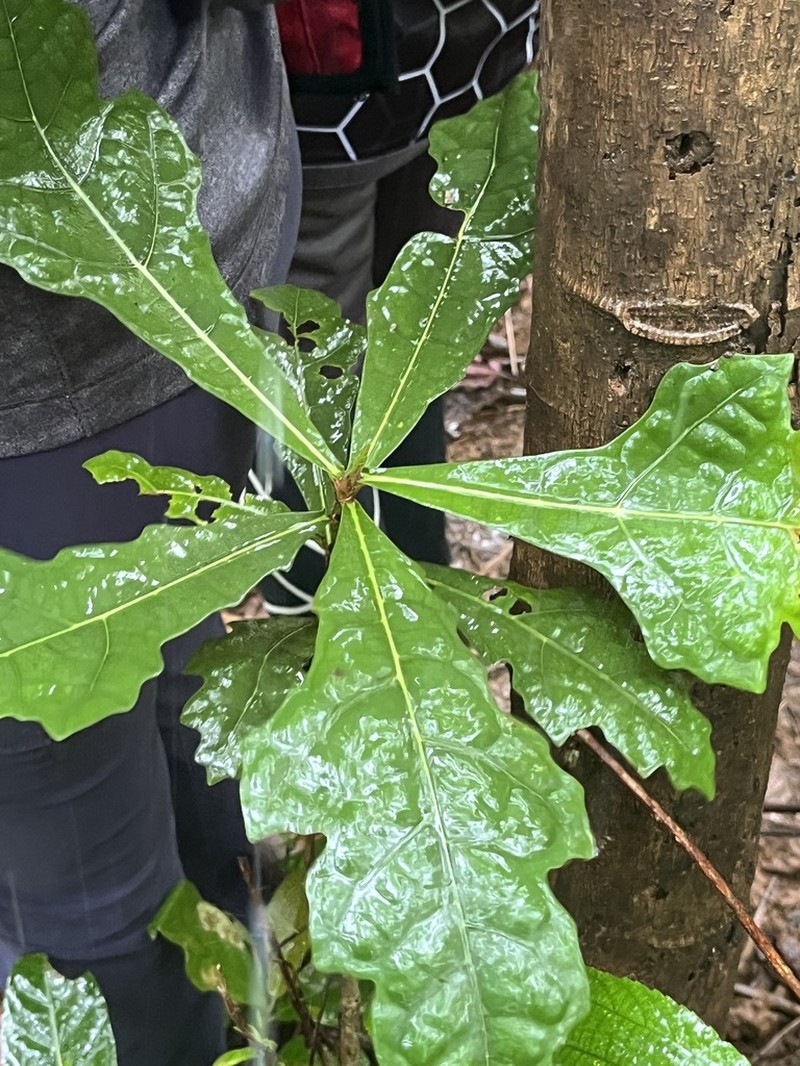 Ficus pseudopalma photo 3