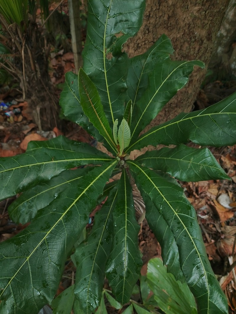 Ficus pseudopalma photo 4