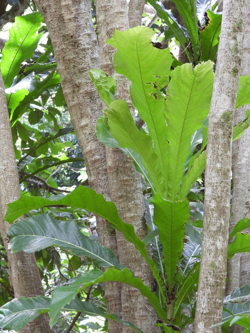 Ficus pseudopalma photo 5