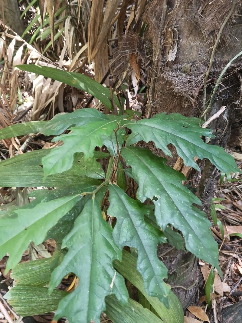 Ficus pseudopalma photo 6