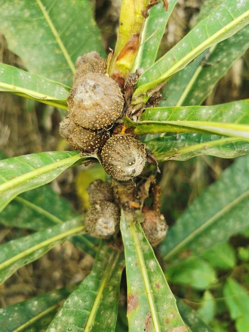Ficus pseudopalma photo 7
