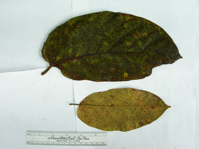 Ficus pseudowassa