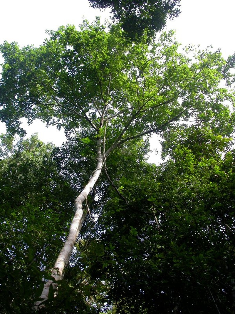 Ficus pseudowassa photo 2