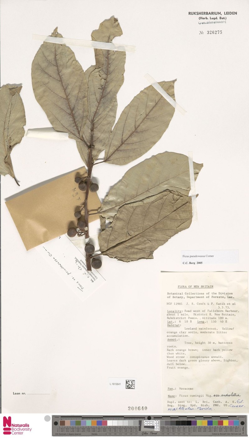 Ficus pseudowassa photo 3