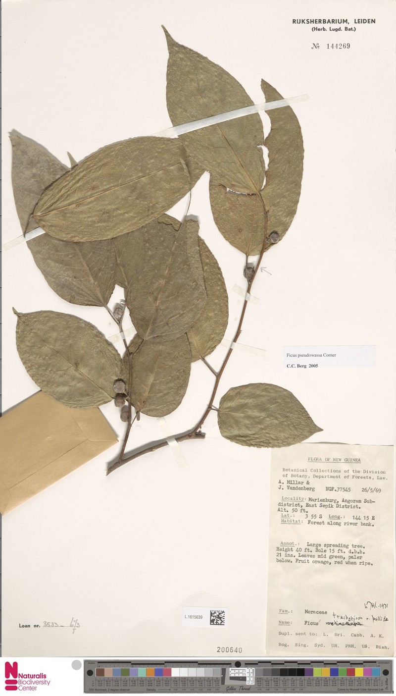 Ficus pseudowassa photo 4