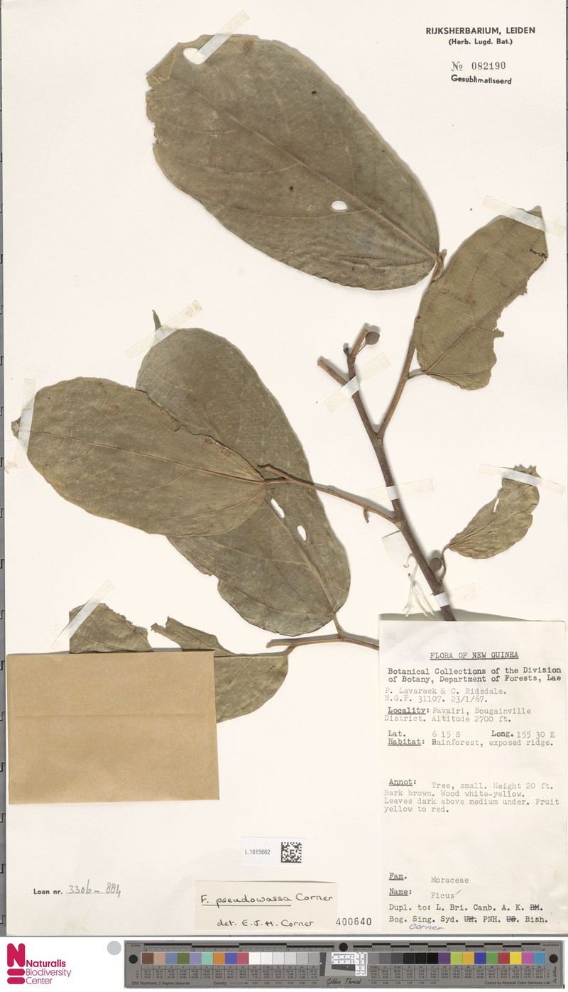 Ficus pseudowassa photo 5