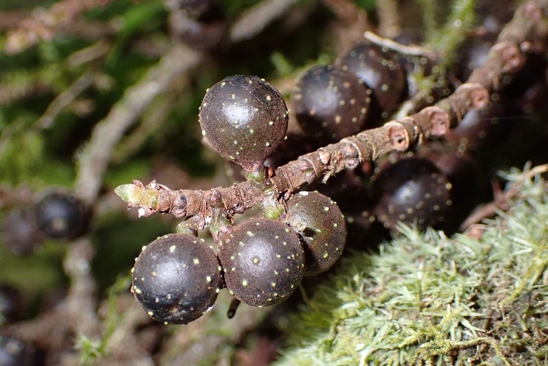 Ficus pteroporum