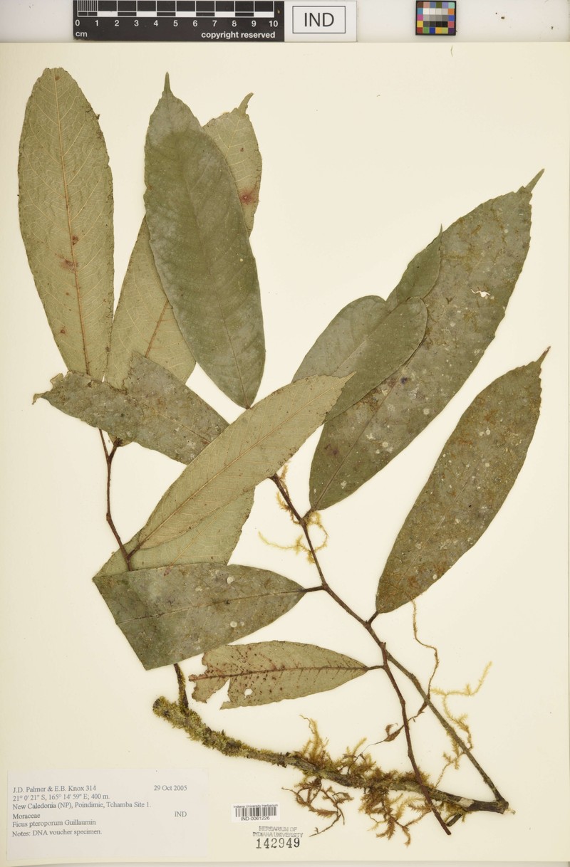 Ficus pteroporum photo 3