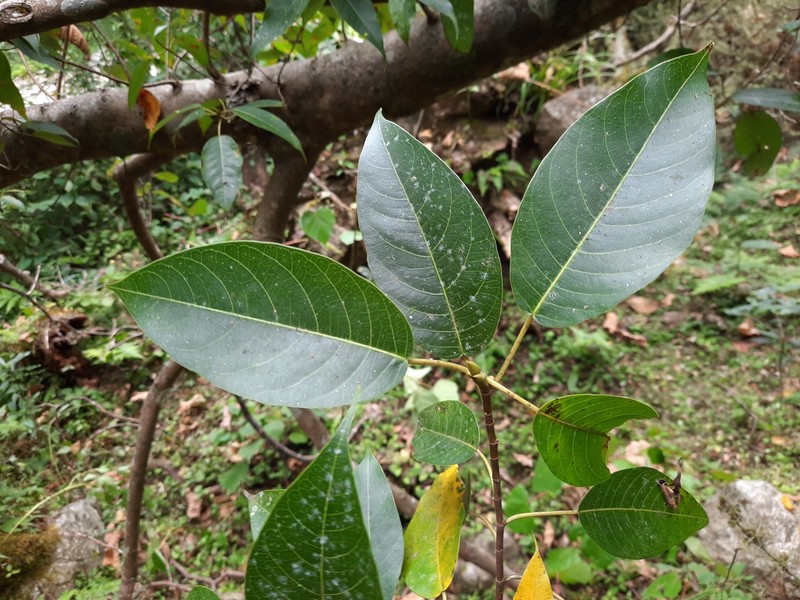 Ficus pubigera photo 2