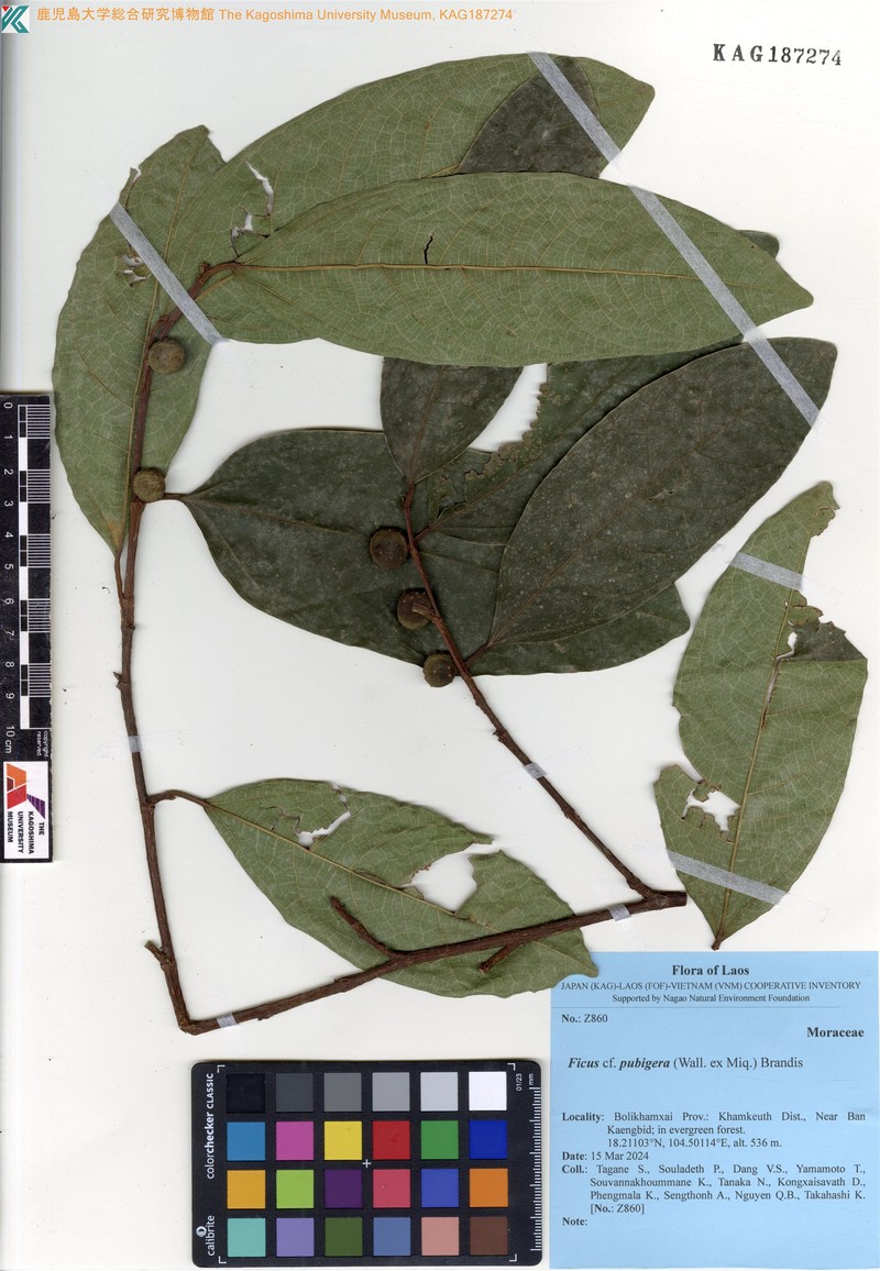 Ficus pubigera photo 3