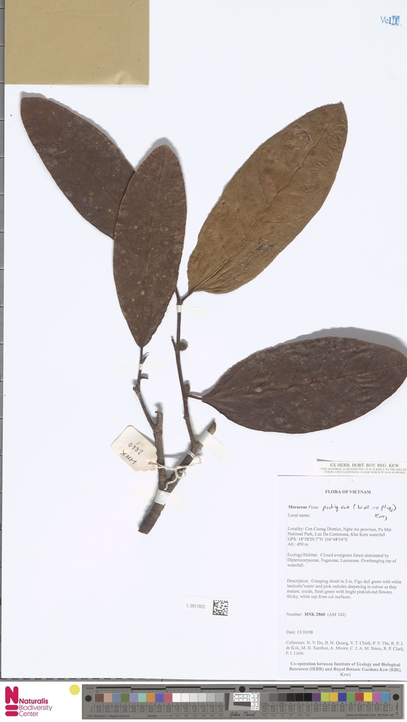 Ficus pubigera photo 4