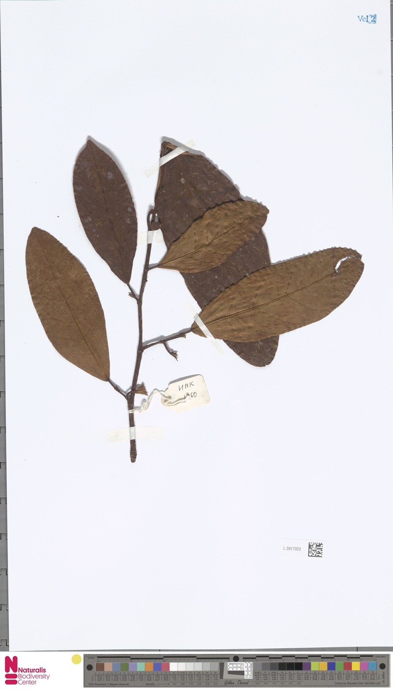 Ficus pubigera photo 5